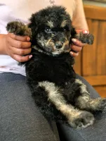 CEDAR , a female Goldendoodle and Miniature Bernedoodle for sale in Sacramento, CA – Photo 1 of 5