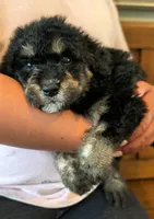 CEDAR , a female Goldendoodle and Miniature Bernedoodle for sale in Sacramento, CA – Photo 4 of 5