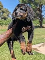 FLINT, a female Miniature Bernedoodle for sale in Sacramento, CA – 2 of 7