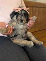 DAISY, a female Goldendoodle and Miniature Bernedoodle for sale in Sacramento, CA – Photo 6 of 6