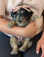 DAISY, a female Goldendoodle and Miniature Bernedoodle for sale in Sacramento, CA – Photo 2 of 6