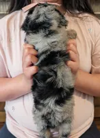 DAISY, a female Goldendoodle and Miniature Bernedoodle for sale in Sacramento, CA – Photo 4 of 6