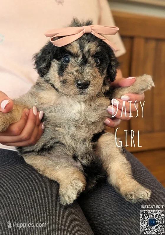 DAISY – Goldendoodle, Miniature Bernedoodle puppy for sale in Sacramento, CA