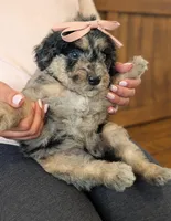 DAISY, a female Goldendoodle and Miniature Bernedoodle for sale in Sacramento, CA – Photo 3 of 6