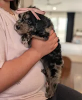 DAISY, a female Goldendoodle and Miniature Bernedoodle for sale in Sacramento, CA – Photo 5 of 6