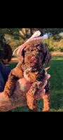 MORTICIA , a female Poodle - Miniature  and Miniature Bernedoodle for sale in Sacramento, CA – 3 of 3
