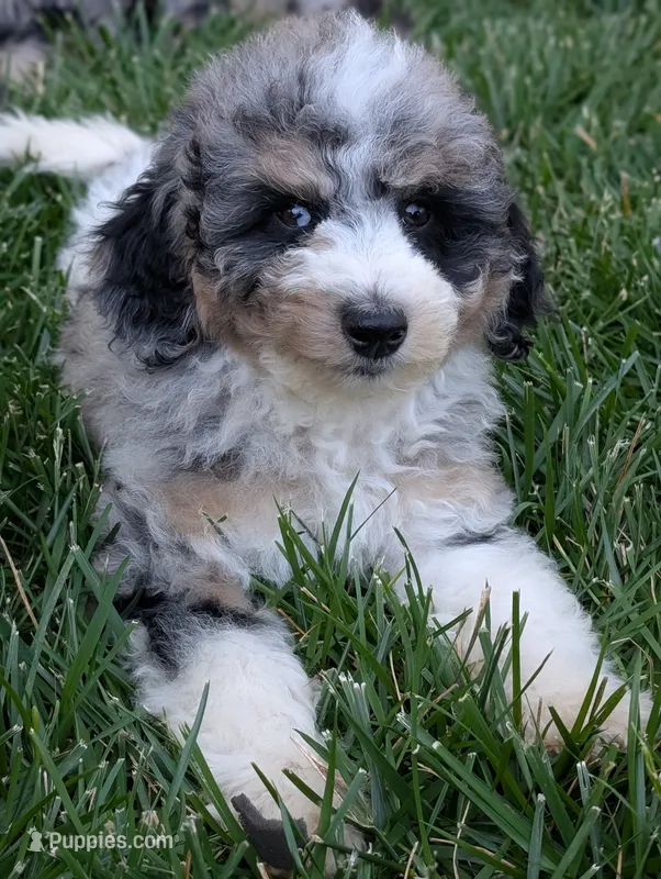CYPRESS  – Goldendoodle, Miniature Bernedoodle puppy for sale in Sacramento, CA