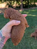 SHORTCAKE 🍰, a female Poodle - Toy  and Poodle - Miniature  for sale in Sacramento, CA – 2 of 7