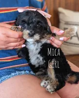 MICA, a female Miniature Bernedoodle for sale in Sacramento, CA – Photo 1 of 5