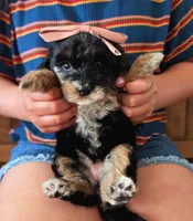 MICA, a female Miniature Bernedoodle for sale in Sacramento, CA – Photo 4 of 5
