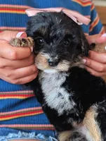 MICA, a female Miniature Bernedoodle for sale in Sacramento, CA – Photo 2 of 5
