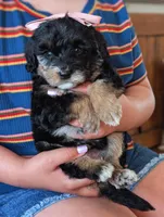 MICA, a female Miniature Bernedoodle for sale in Sacramento, CA – Photo 5 of 5