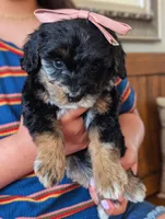 MICA, a female Miniature Bernedoodle for sale in Sacramento, CA – Photo 3 of 5