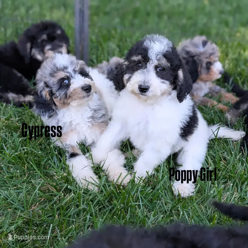 POPPY – Goldendoodle, Miniature Bernedoodle puppy for sale in Sacramento, CA