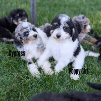 POPPY, a female Goldendoodle and Miniature Bernedoodle for sale in Sacramento, CA – 1 of 9
