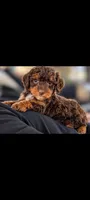 FRANKENSTEIN , a male Poodle - Miniature  and Miniature Bernedoodle for sale in Sacramento, CA – 1 of 5