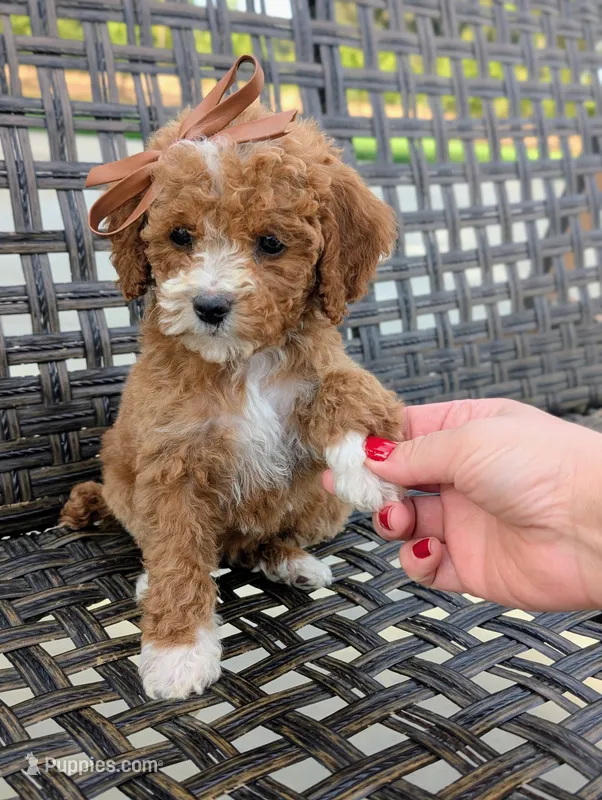 TATER TOT  – Cavapoo, Poodle - Miniature  puppy for sale in Sacramento, CA