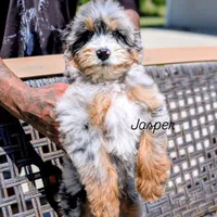 JASPER , a male Miniature Bernedoodle for sale in Sacramento, CA – 1 of 9