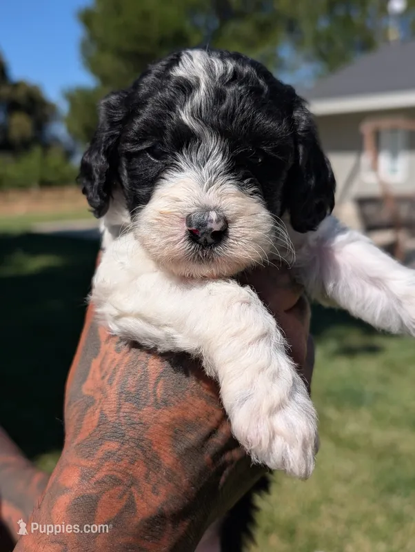 RAVEN – Cavapoo, Miniature Bernedoodle puppy for sale in Sacramento, CA