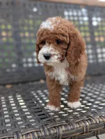 SMALL FRY, a male Cavapoo and Poodle - Miniature  for sale in Sacramento, CA – 10 of 10