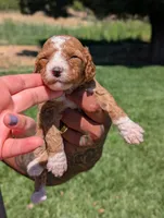 WAFFLES, a female Cavapoo and Poodle - Miniature  for sale in Sacramento, CA – 3 of 6
