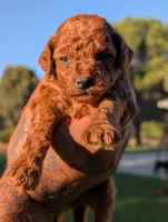 PUMPKIN SPICE , a male Goldendoodle for sale in Sacramento, CA – 2 of 5