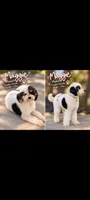 ROCKY ROAD , a male Cavapoo and Bernedoodle for sale in Sacramento, CA – 4 of 5