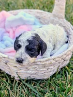 INDIGO , a female Cavapoo and Miniature Bernedoodle for sale in Sacramento, CA – 4 of 4