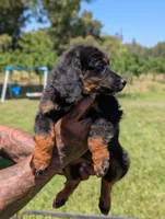 JADE, a female Miniature Bernedoodle for sale in Sacramento, CA – 2 of 5