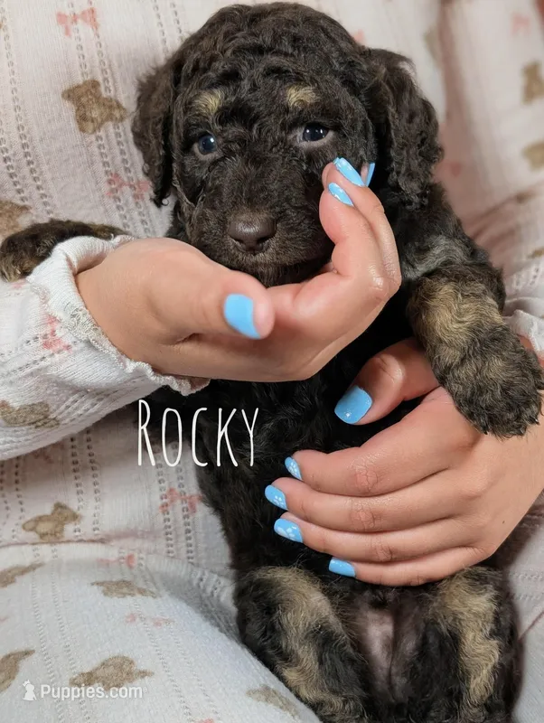 Rocky – Goldendoodle, Miniature Bernedoodle puppy for sale in Sacramento, CA