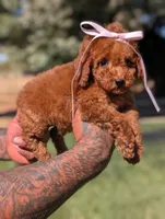 PUMPKIN SPICE , a female Goldendoodle and Poodle - Miniature  for sale in Sacramento, CA – 3 of 10