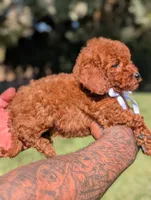 BOURBON , a male Goldendoodle and Poodle - Miniature  for sale in Sacramento, CA – 4 of 10