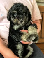 SPRUCE , a male Goldendoodle and Miniature Bernedoodle for sale in Sacramento, CA – Photo 4 of 4