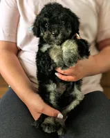 SPRUCE , a male Goldendoodle and Miniature Bernedoodle for sale in Sacramento, CA – Photo 3 of 4