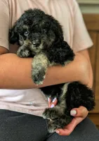 SPRUCE , a male Goldendoodle and Miniature Bernedoodle for sale in Sacramento, CA – Photo 2 of 4