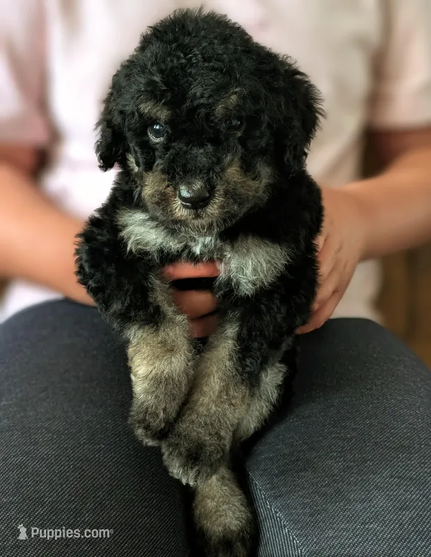 SPRUCE , a male Goldendoodle and Miniature Bernedoodle for sale in Sacramento, CA – Photo 1 of 4