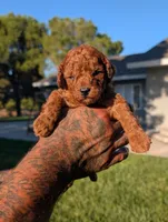 CIDER, a male Goldendoodle for sale in Sacramento, CA – 2 of 5
