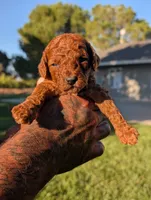 MAPLE, a male Goldendoodle for sale in Sacramento, CA – 4 of 4