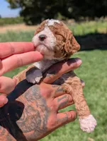 KRINKLE , a female Cavapoo and Poodle - Miniature  for sale in Sacramento, CA – 3 of 7