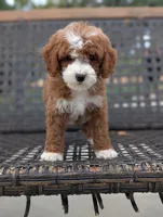 HASHBROWN, a male Cavapoo and Poodle - Miniature  for sale in Sacramento, CA – 8 of 10
