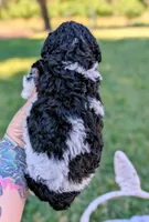 SAGE, a female Cavapoo and Miniature Bernedoodle for sale in Sacramento, CA – 2 of 4