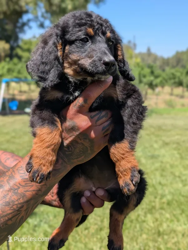 JADE – Miniature Bernedoodle puppy for sale in Sacramento, CA