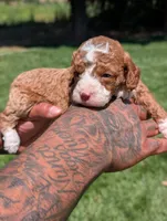 CURLY FRY , a female Cavapoo and Poodle - Miniature  for sale in Sacramento, CA – 3 of 6