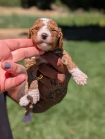 WAFFLES, a female Cavapoo and Poodle - Miniature  for sale in Sacramento, CA – 6 of 6