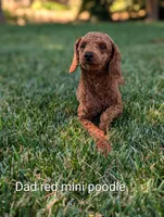 CHAI, a male Goldendoodle for sale in Sacramento, CA – 2 of 6