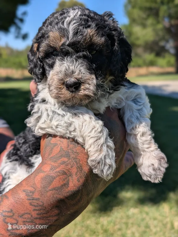 SAGE – Cavapoo, Miniature Bernedoodle puppy for sale in Sacramento, CA