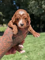 PRINGLES, a female Cavapoo and Poodle - Miniature  for sale in Sacramento, CA – 2 of 6