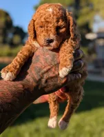 Chicky, a female Cavapoo for sale in Sacramento, CA – 3 of 4
