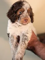 MOCHI, a female Cavapoo and Miniature Bernedoodle for sale in Sacramento, CA – Photo 2 of 5