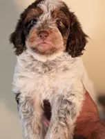 MOCHI, a female Cavapoo and Miniature Bernedoodle for sale in Sacramento, CA – Photo 1 of 5